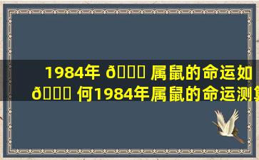 1984年 🐎 属鼠的命运如 🐟 何1984年属鼠的命运测算网能为你解答吗